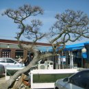 정자가든식당 이미지