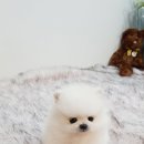 아이러브독 강아지분양 부천점 이미지