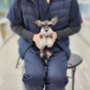 요미독 강아지분양 요미캣 고양이분양 목동점 | 강서구강아지분양, 후회 없는 선택을 위한 완벽 가이드