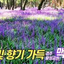 보랏빛향기 이미지