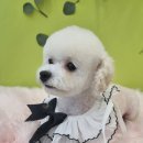 하이몽 애견미용실 이미지