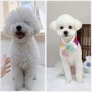 도다미네 이미지