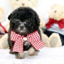 튼튼펫샵 이미지