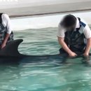 낙타와돌고래 이미지