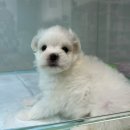 야옹아 멍멍해봐 동탄하나로점 이미지