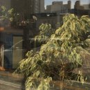 민락동 | 의정부 민락동브런치 그리너리 데이 부채살 파스타 샐러드 후기