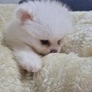 특수견114 | 무안강아지무료분양후기 작은 애기