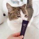 💜[반려동물보감연구소]의 고양이 프리미엄 영양스틱 한방츄르 묘진단 솔직 후기 / 다다 인중에 츄르...