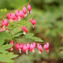 보타닉가든의 금닝화 (Bleeding heart) 이미지