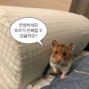장미로48번길 이미지