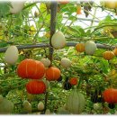 가을노을C 이미지