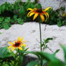 [정원] 정원에 나리꽃과 여러 꽃이 핀다. 이미지