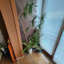 선경 아파트 | 부산 화분수거 후기｜금정구 구서동 선경아파트 화분·도자기 처리 (포터 반차 작업)