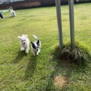 도그베이 오산점 이미지