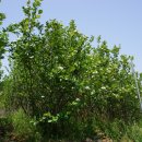 백학지 옆 이미지