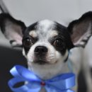 오즈펫살롱 이미지