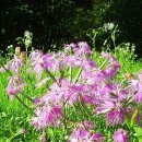 패랭이공원 이미지