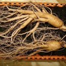 형제인삼사 이미지