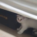 노룬산동물병원 | [리뷰] 광진구 노룬산 동물병원 후기