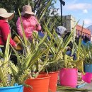 황금이삭 이미지