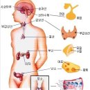 마음에 대하여6 - 마음은 육체의 모든 곳과 연결돼 있다 이미지