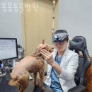 봄봄동물병원 | 동대문구 회기동 동물병원 봄봄동물병원 진료시간 접근성 이용후기