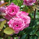 도당동 행정복지센터 이미지