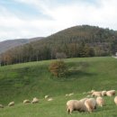 솔밭목장 이미지