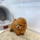 온퍼피 프리미엄 전주강아지분양 본점 이미지