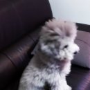 멋내는 애견 이미지