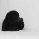 엘리시안퍼피 이미지