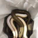 어부건강원