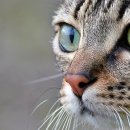 돈애랑장터순대국감자탕 이미지