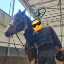 부산국제승마장 이미지