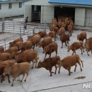 국립축산과학원 한우연구소 이미지