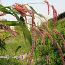 학의천변 이미지