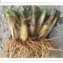 명이나물(산마늘)모종, 가을 종근 저렴하게 판매 이미지