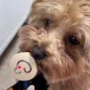 마요 펫 | 강아지 슬개골 탈구 예방 보조 기구 마요펫 한 달 사용 후기