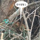 왕대박 이미지