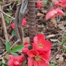 수목농장 이미지