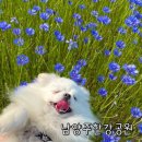 이마트24 남양주메가몰점 | 남양주 놀거리 남양주한강공원 삼패지구 수레국화 포토존