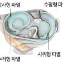 전, 후방십자인대파열 발생 원인[스키, 농구, 축구, 교통사고(보행인사고)] 이미지