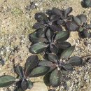 도연농원 이미지