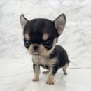 안녕, 내강아지 이미지