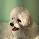 꼬미네 펫샬롱 애견미용 이미지