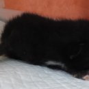 산타클라라동물병원 이미지