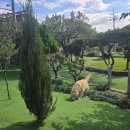 우리 애견 이미지