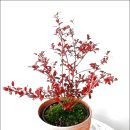 썬샤인브릿지 이미지