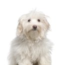 이룸동물병원 이미지