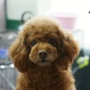 보미 펫 살롱 이미지